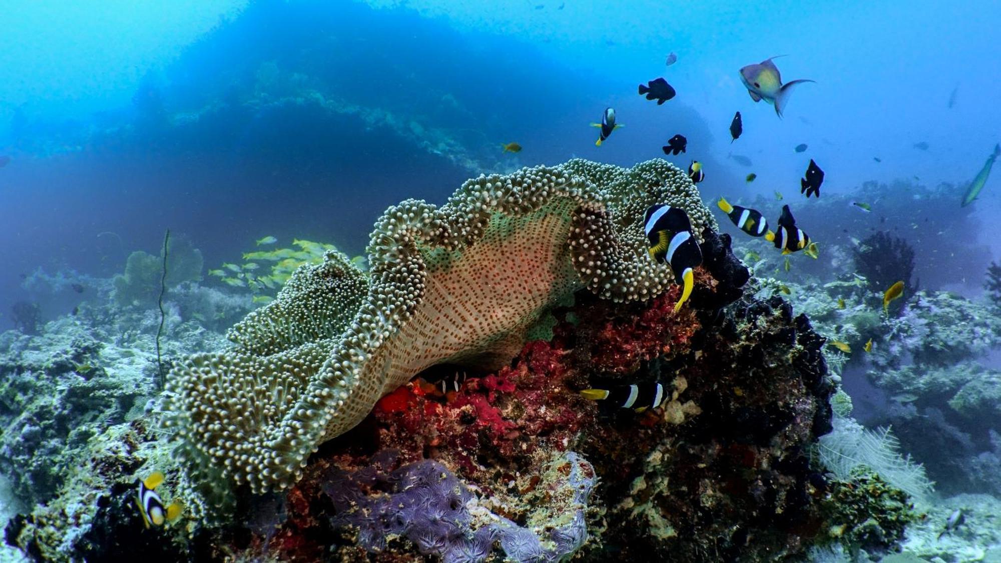 Kuredhivaru Resort And Spa - Maldives Luaran gambar